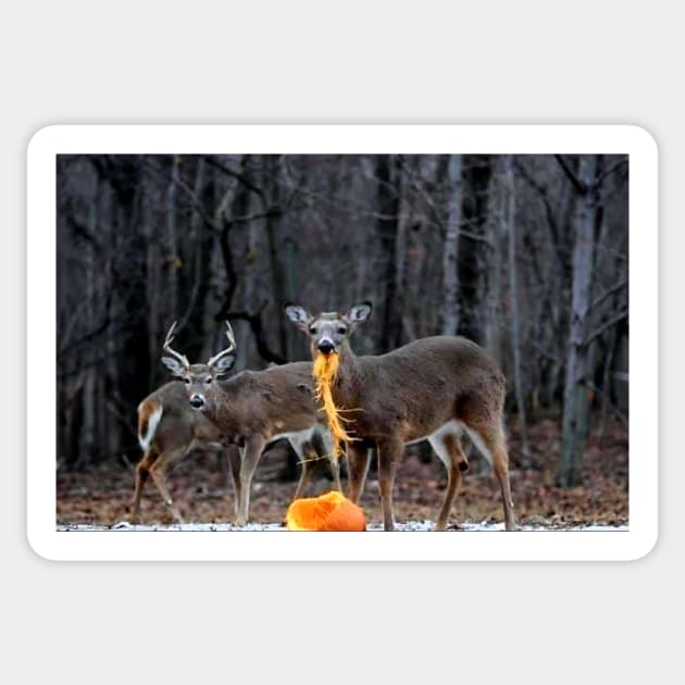 Do deer 2024 eat pumpkins